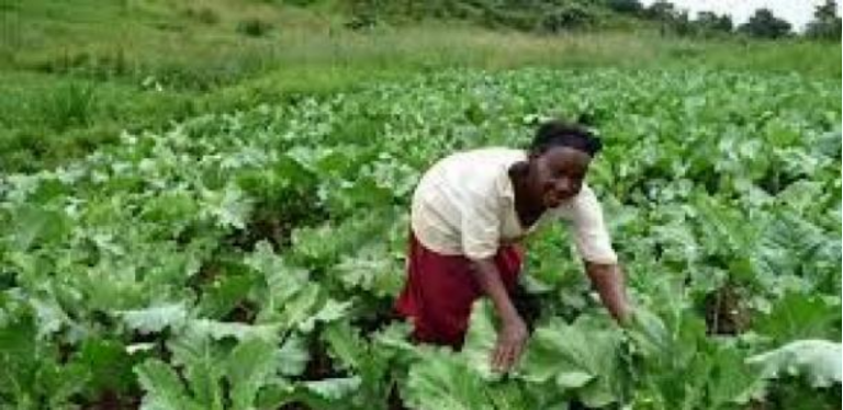 Hoima cabbage farmer