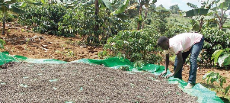 Coffee farmer drying beans