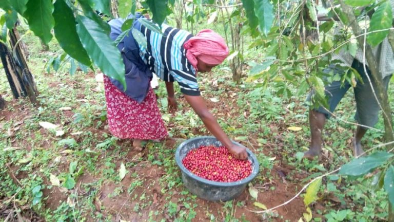 Women are very active in coffee farming in the Elgon region
