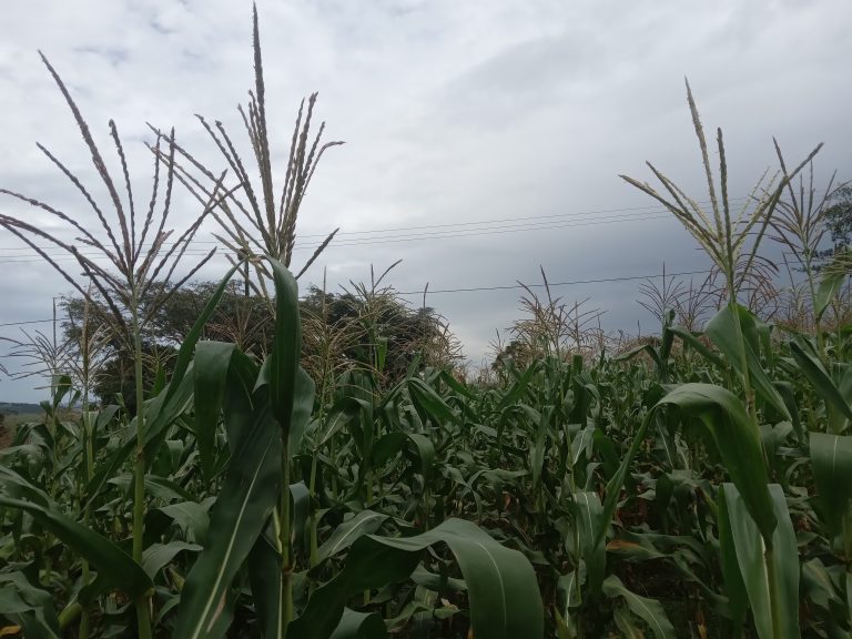 Part of his maize plantation