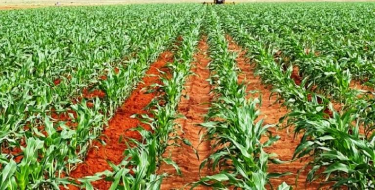 Maize production