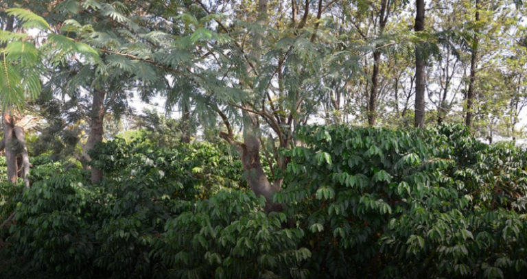 Coffee shade trees