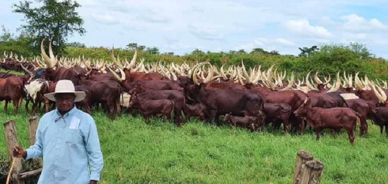 Museveni with his cows