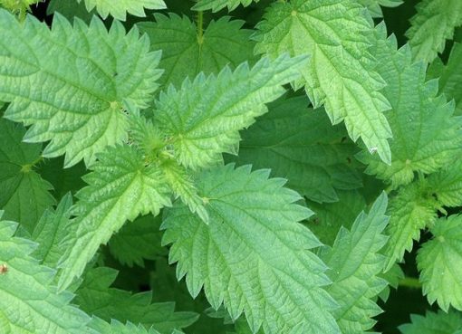 BUSINESS FOCUS Stinging Nettle
