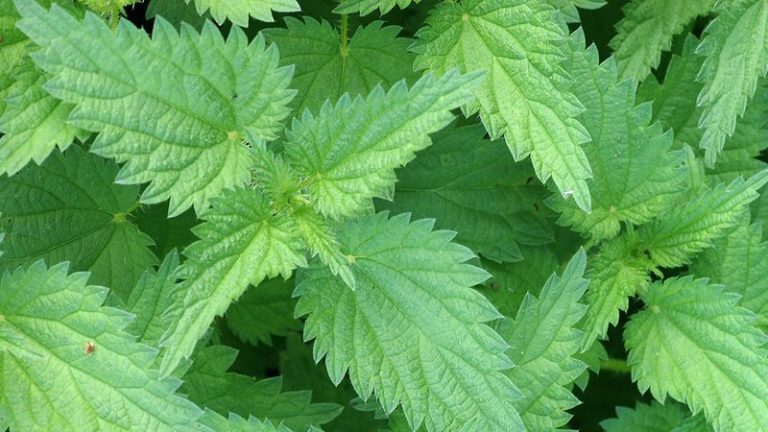 BUSINESS FOCUS Stinging Nettle