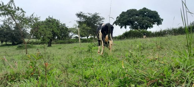 Lato Milk wants to increase milk yield per cow