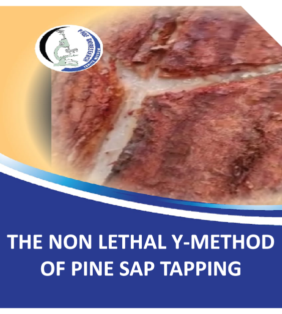 PINE SAP TAPPING How You Can Earn Shs60m From An Acre Of Pine Trees