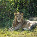 A lion in Queen Elizabeth National Park