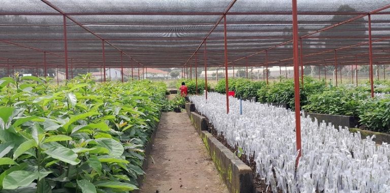 Hass ovacado seedlings production(1)