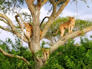 Tree climbing lions.JPG copy