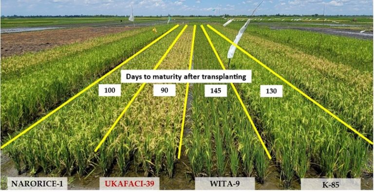Rice varieties by comparison