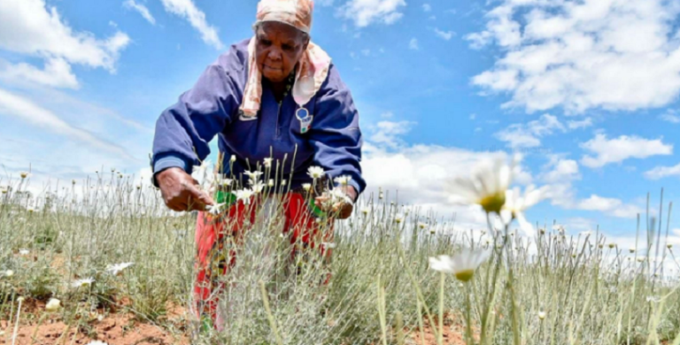 pyrethrum farmer harvests her crop in Eburu area