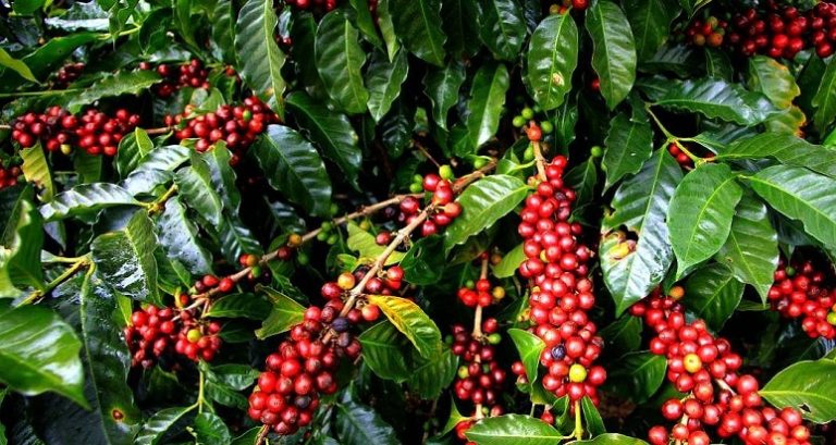 Coffee Plantation in Mbale