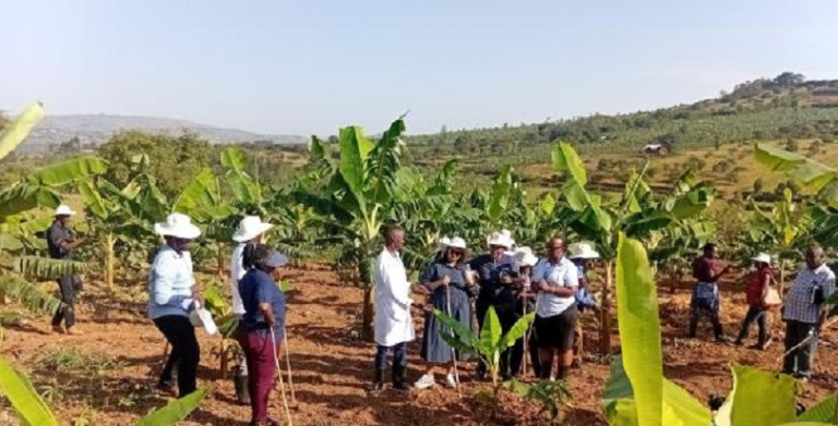 Farmers tour the Rwenjeru banana plantation during the launch of the SOMA digital platform