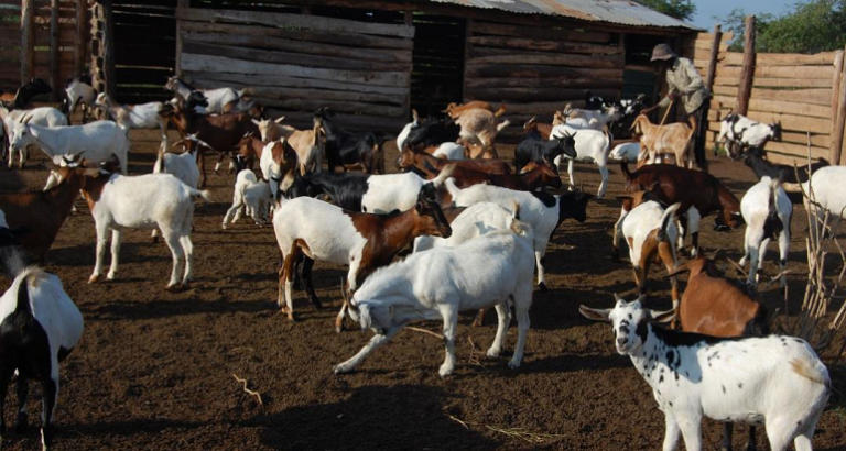 Goats in Buseruka