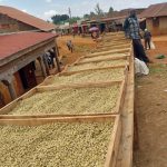 Coffee under sun drying