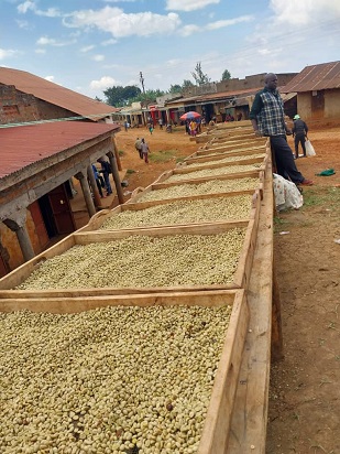 Coffee under sun drying