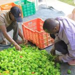 Farmers sorting hot pepper