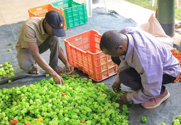Farmers sorting hot pepper