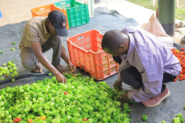 Farmers sorting hot pepper