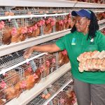 Natukunda picking eggs from the chicken house.Picture by Herbert Musoke