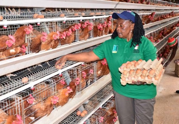 Natukunda picking eggs from the chicken house.Picture by Herbert Musoke