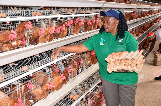 Natukunda picking eggs from the chicken house.Picture by Herbert Musoke