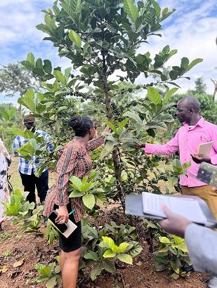 Dr. Catherine Kiwuka and farmers assessing Excelsa coffee trials at Kawanda