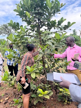 Dr. Catherine Kiwuka and farmers assessing Excelsa coffee trials at Kawanda
