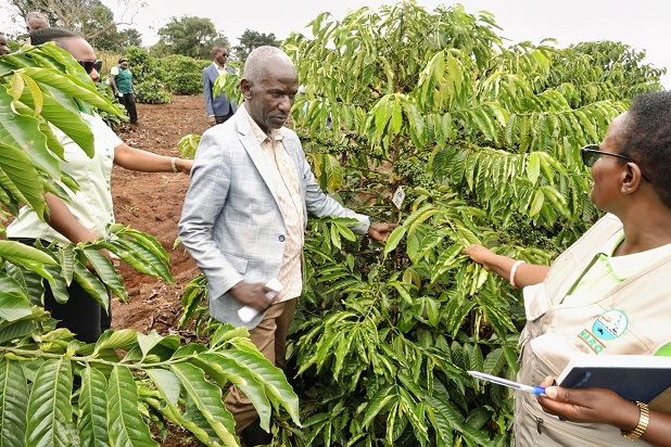 NARO Director General, Dr. Yona Baguma (center) with other scientists inspecting the Excelsa trial field at Kamenyamiggo in Lwengo.