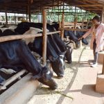 a section of the freshian stock feeding on dry rations (1)