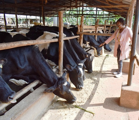 a section of the freshian stock feeding on dry rations (1)
