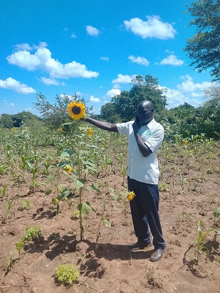 Denis Odyang inspects a sunflower plantation during a field visit in Acanpii Village, Agali Sub-county in Lira District